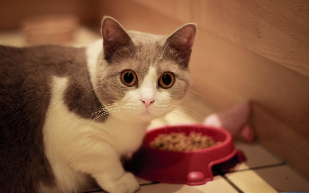 Diferencias entre la alimentación húmeda y seca para gatos, ¿cuál es mejor?